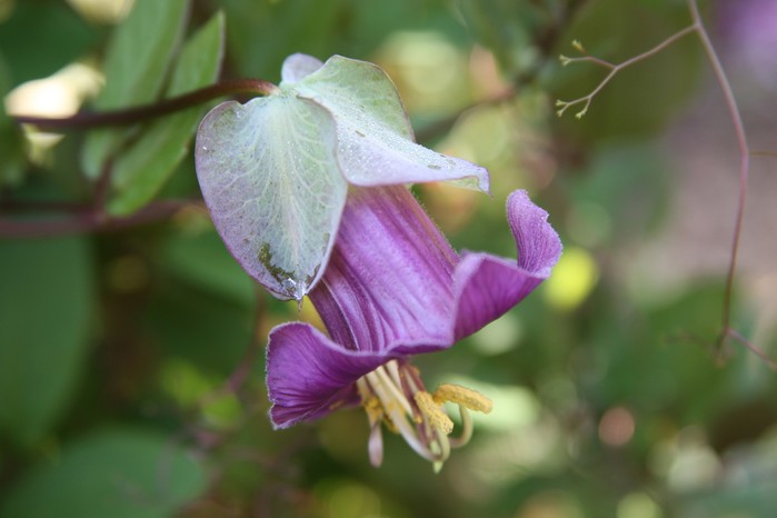 Cobaea scandens Cobaea scandens