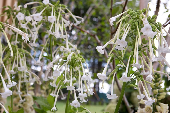 Nicotiana sylvestris (tobacco plant) Nicotiana sylvestris (tobacco plant)