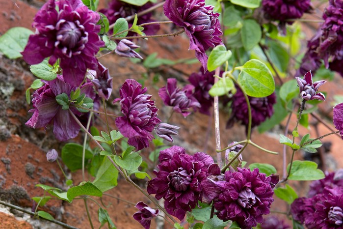 Clematis viticella 'Purpurea Plena Elegans' Clematis viticella 'Purpurea Plena Elegans'