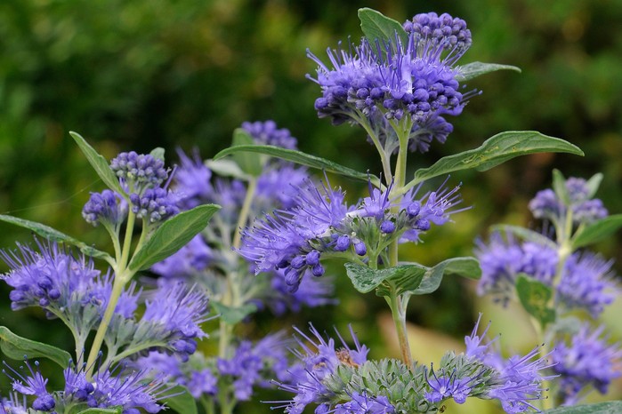 Caryopteris clanodensis 'Dark Knight' Caryopteris clanodensis 'Dark Knight'