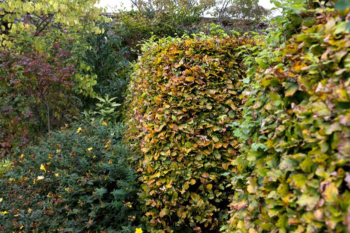 Beech hedge Fagus sylvatica Beech hedge Fagus sylvatica