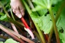 Harvesting rhubarb stem from base of plant