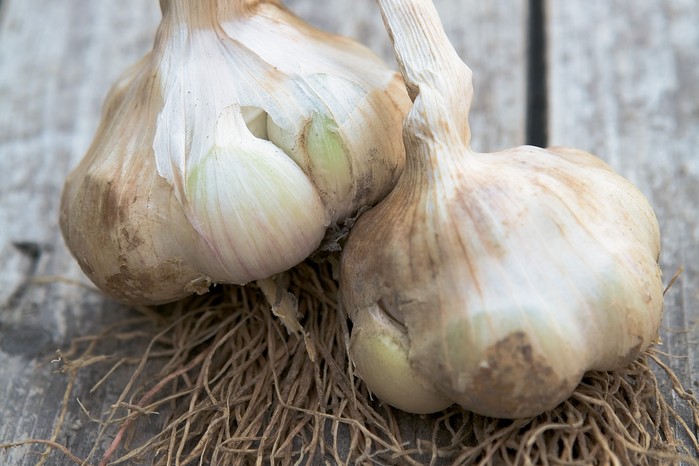 Allium sativum 'Iberian Wight' Allium sativum 'Iberian Wight'