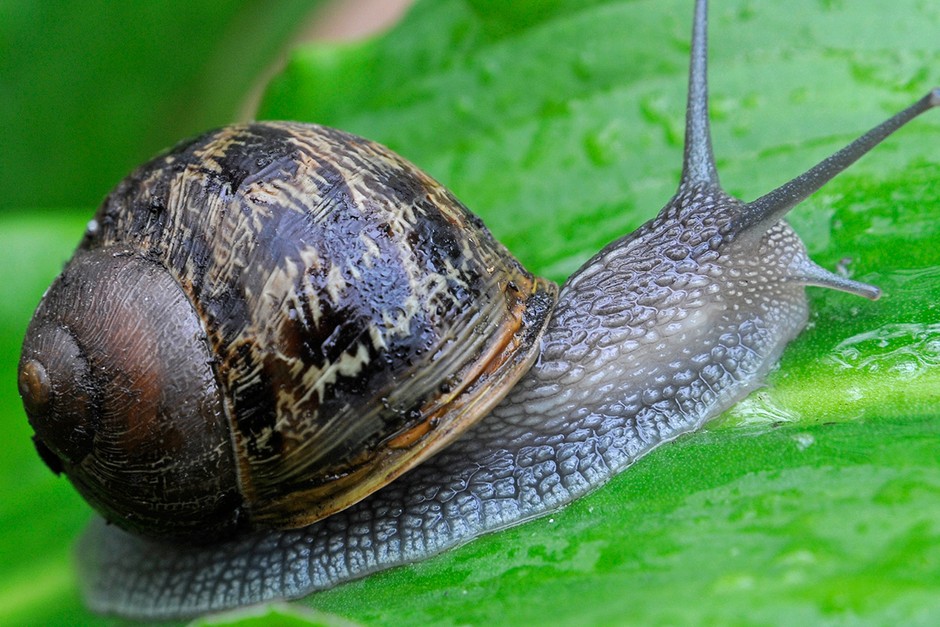 A snail on a leaf A snail on a leaf