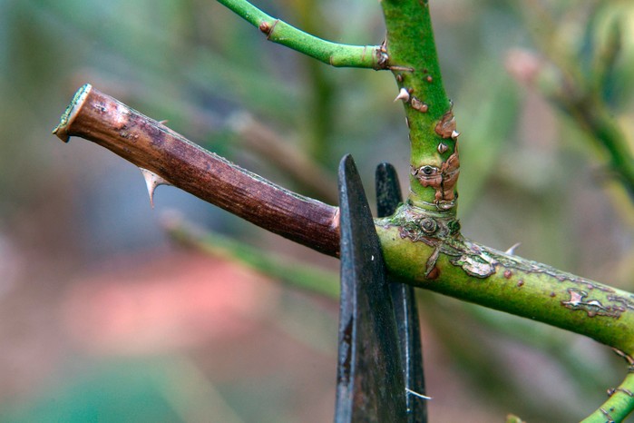 How to look after roses in autumn - pruning a dead rose stem How to look after roses in autumn - pruning a dead rose stem