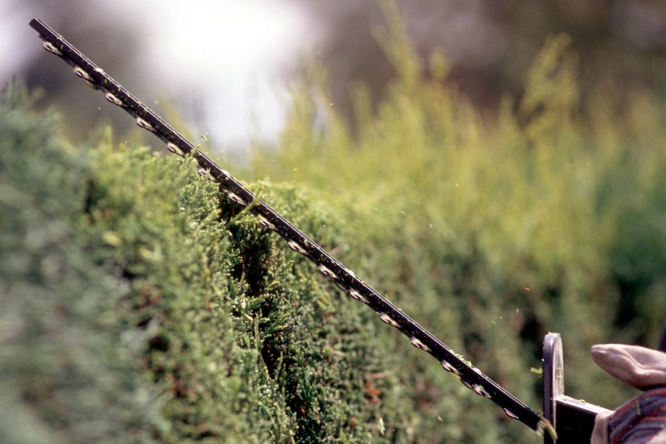 How to trim a conifer hedge How to trim a conifer hedge