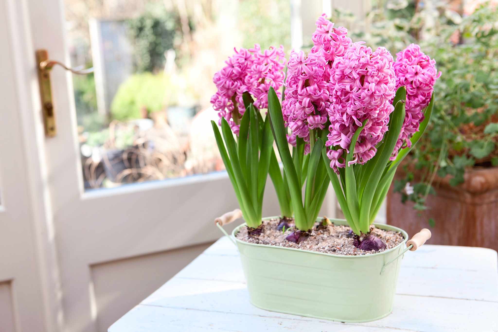 How to grow hyacinths - problem solving