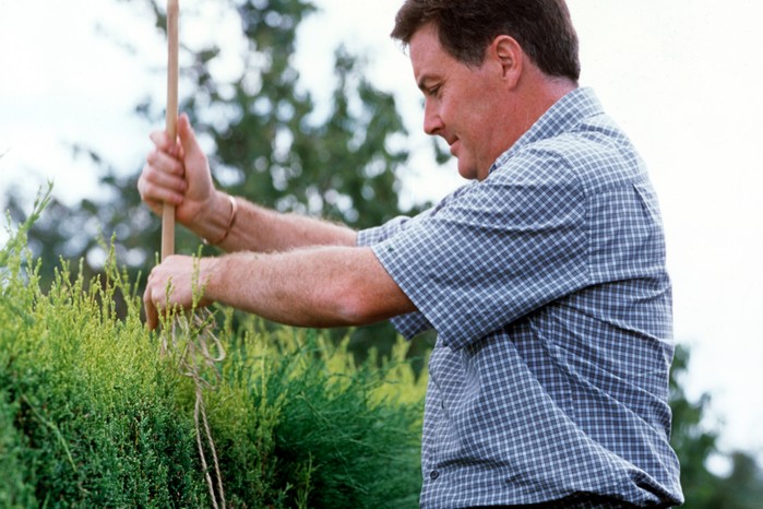 Pushing canes into the hedge Pushing canes into the hedge