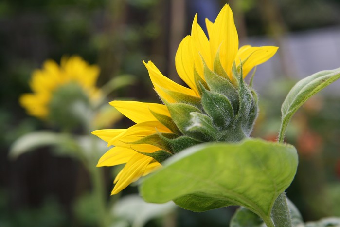 Sunflower