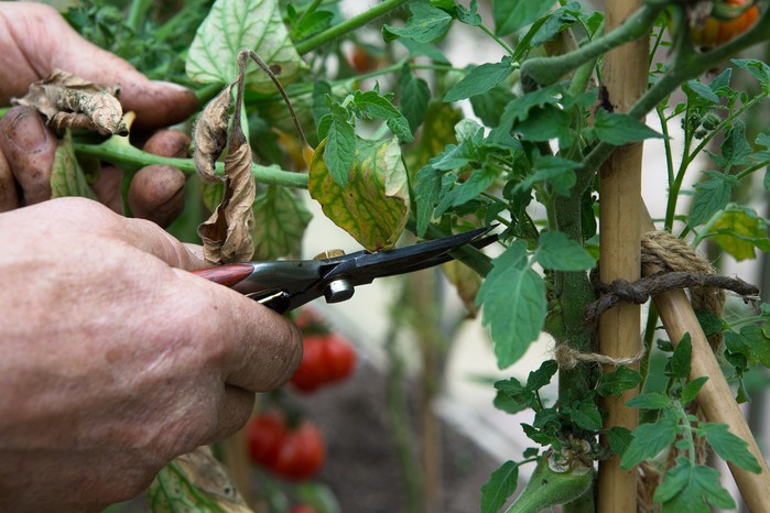 Thinning out tomatoes Thinning out tomatoes