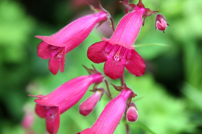 Magenta penstemons Magenta penstemons