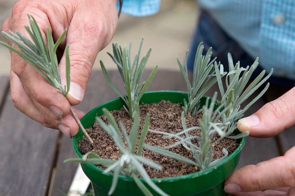 Taking lavender cuttings Taking lavender cuttings