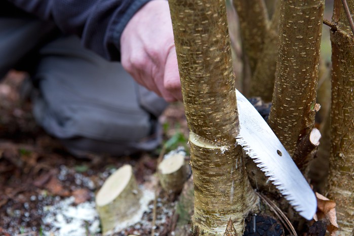 How to prune your plants - rejuvenating old shrubs How to prune your plants - rejuvenating old shrubs
