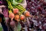 Beetroot harvests