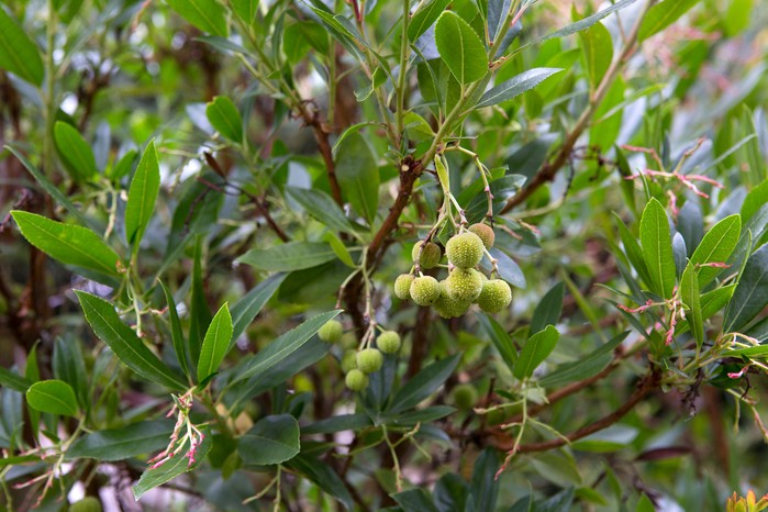 Strawberry tree Arbutus unedo Strawberry tree Arbutus unedo