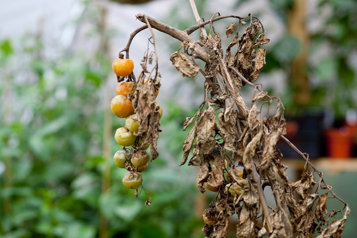 A blighted tomato crop A blighted tomato crop