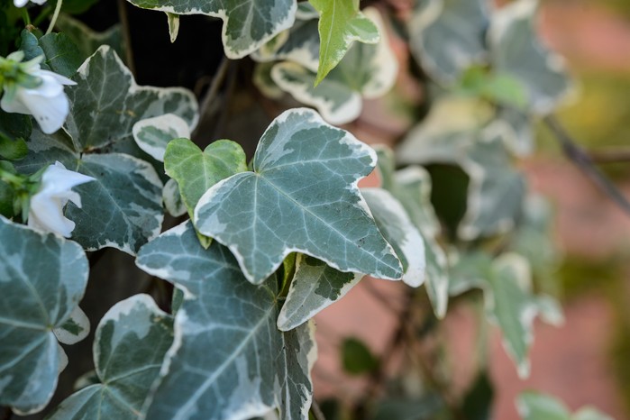 Variegated ivy Variegated ivy