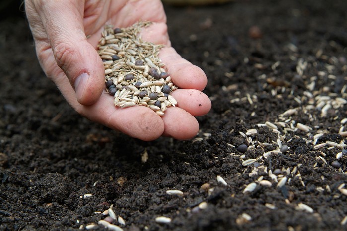 Sowing green manure Sowing green manure