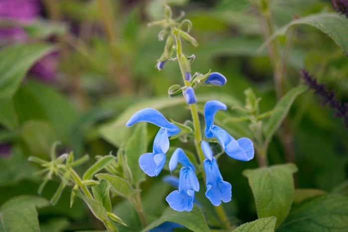Salvia patens Cambridge Blue Salvia patens Cambridge Blue