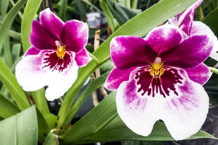 Miltonia orchid. Credit: Getty Images Miltonia orchid. Credit: Getty Images