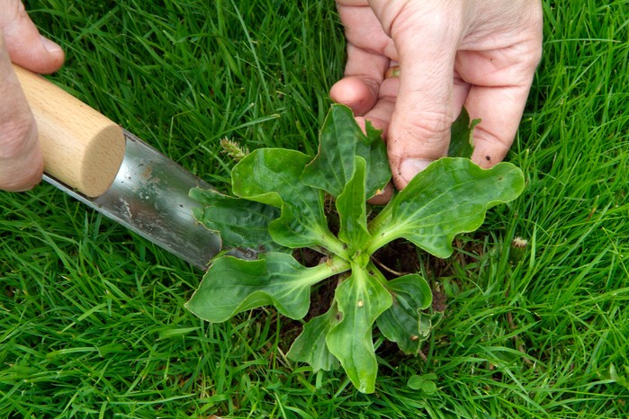 Removing plantain from a lawn Removing plantain from a lawn