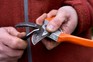 Gardener maintaining secateurs