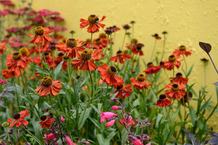 Helenium 'Moerheim Beauty' and Penstemon 'Andenken an Friedrich Hahn' Helenium 'Moerheim Beauty' and Penstemon 'Andenken an Friedrich Hahn'