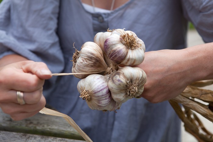 How to grow garlic - plaiting garlic How to grow garlic - plaiting garlic