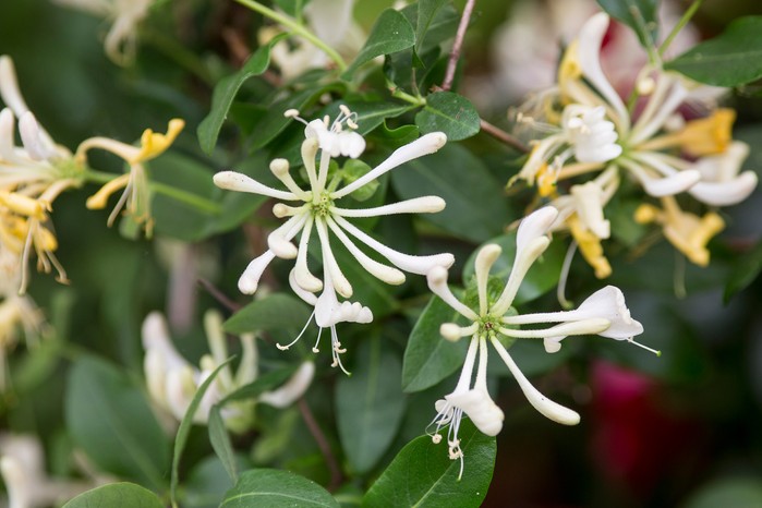 Honeysuckle, Lonicera periclymenum 'Scentsation' Honeysuckle, Lonicera periclymenum 'Scentsation'