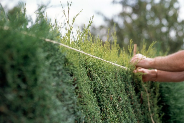 Tying string between the canes Tying string between the canes