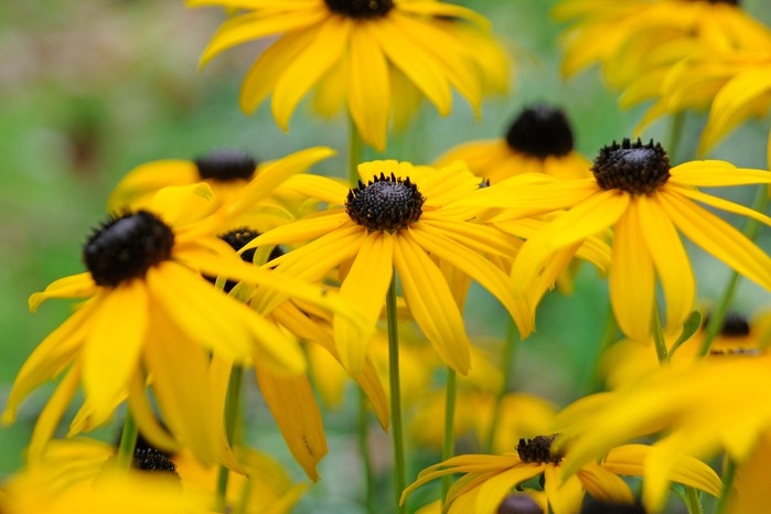 Rudbeckia fulgida var. sullivantii 'Goldsturm' Rudbeckia fulgida var. sullivantii 'Goldsturm'
