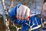 What to prune in autumn