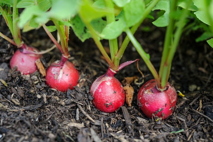 Sowing radish in September Sowing radish in September
