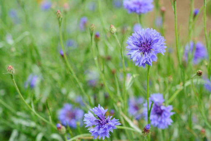 Cornflower Cornflower