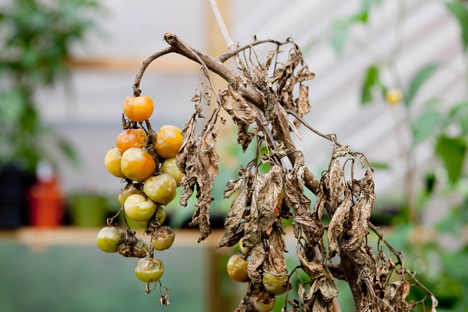 A blighted tomato plant with rotting fruit and withered leaves A blighted tomato plant with rotting fruit and withered leaves