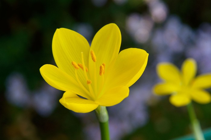 Sternbergia lutea Sternbergia lutea