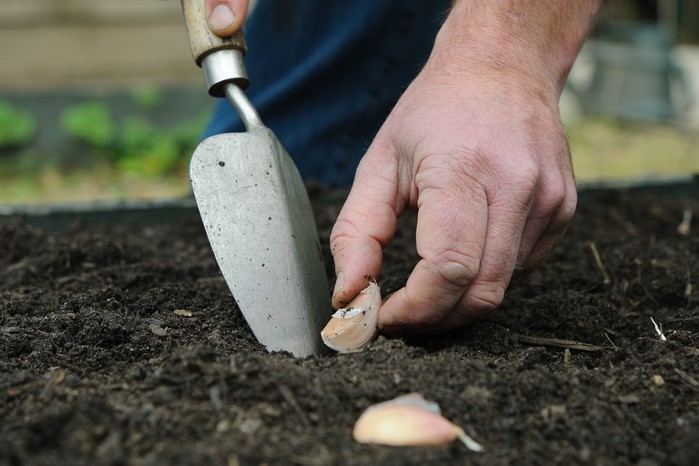 Planting garlic cloves outdoors Planting garlic cloves outdoors