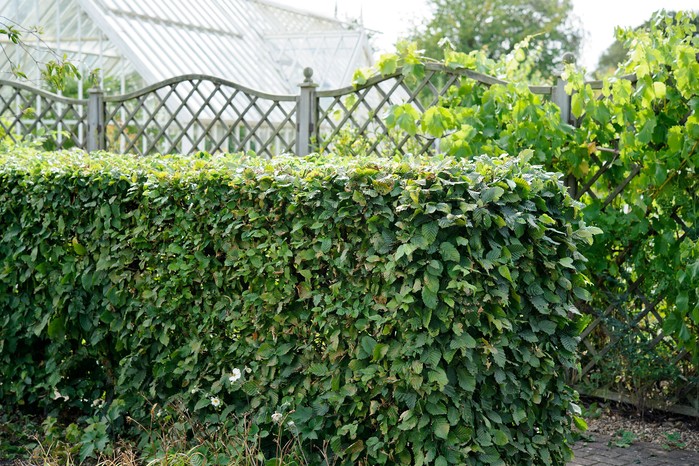 Hornbeam Carpinus betulus hedge Hornbeam Carpinus betulus hedge