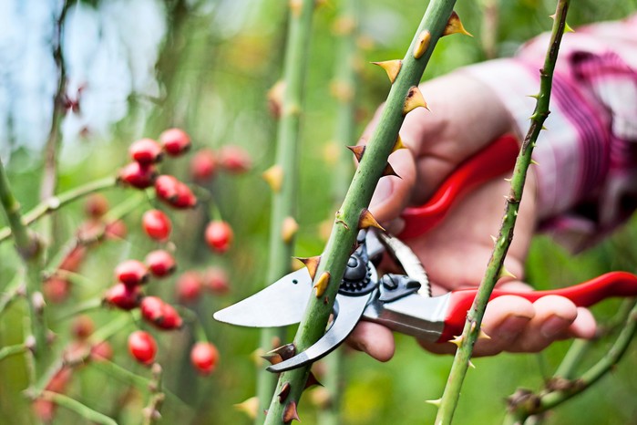 How to look after roses in autumn - pruning a rose stem to an outward-facing bud How to look after roses in autumn - pruning a rose stem to an outward-facing bud