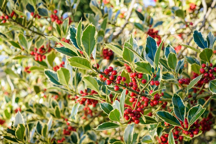 Holly Ilex aquifolium Argentea Marginata Holly Ilex aquifolium Argentea Marginata