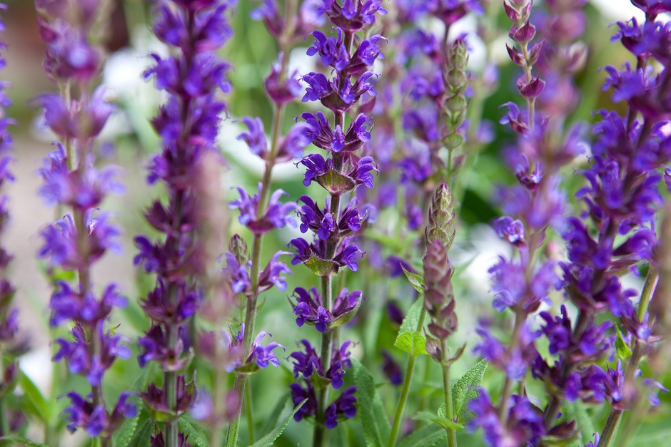 How to grow salvias How to grow salvias