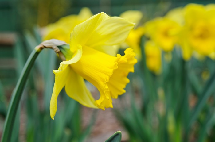 Narcissus 'Rijnveld's Early Sensation' Narcissus 'Rijnveld's Early Sensation'