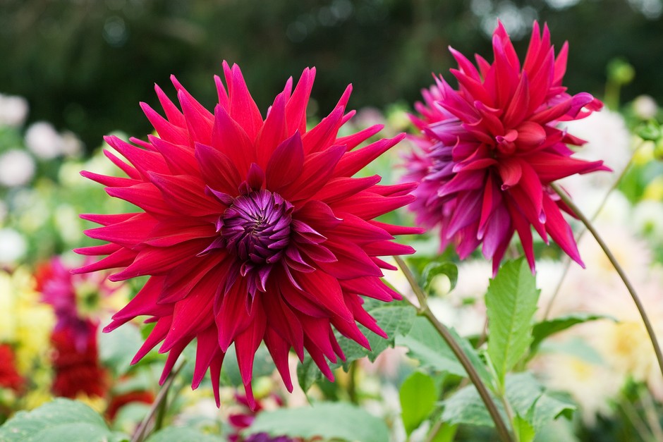 Deep-red Dahlia 'Rev P Holian' blooms Deep-red Dahlia 'Rev P Holian' blooms