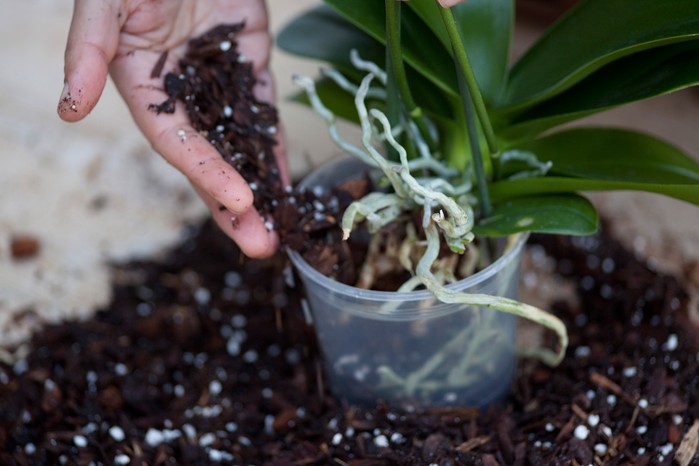 Repotting a moth orchid Repotting a moth orchid