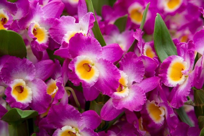 Dendrobium orchid Dendrobium orchid