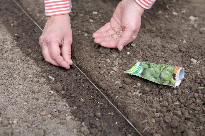 Sowing spinach in a seed drill Sowing spinach in a seed drill