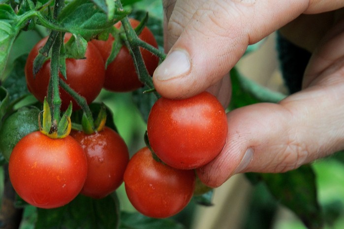 Blight resistant cherry tomato Blight resistant cherry tomato