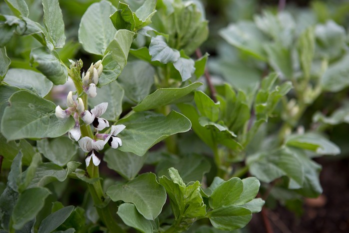 Sow broad beans in September Sow broad beans in September