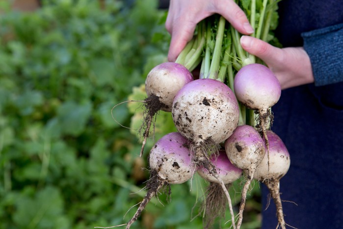 Sow turnips in September Sow turnips in September