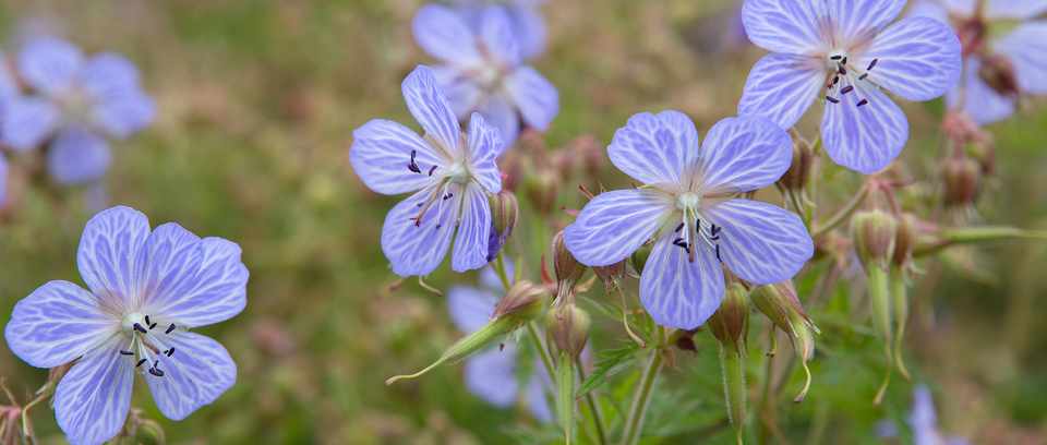 Lilac hardy geraniums Lilac hardy geraniums